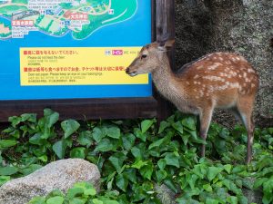 Japanese Nikon Deer