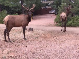 Elk