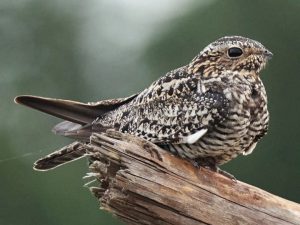 Common Nighthawk