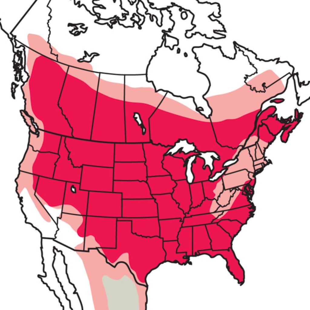 Common Nighthawk Map