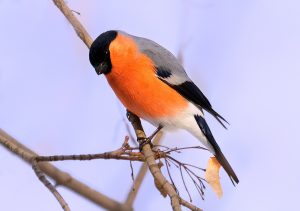 bullfinch seen through a digiscope