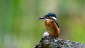 kingfisher photo taken through digiscope