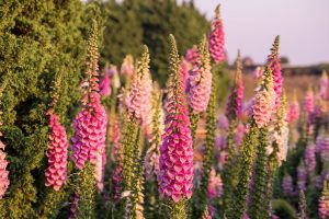 Non native foxglove flower to attract hummingbirds