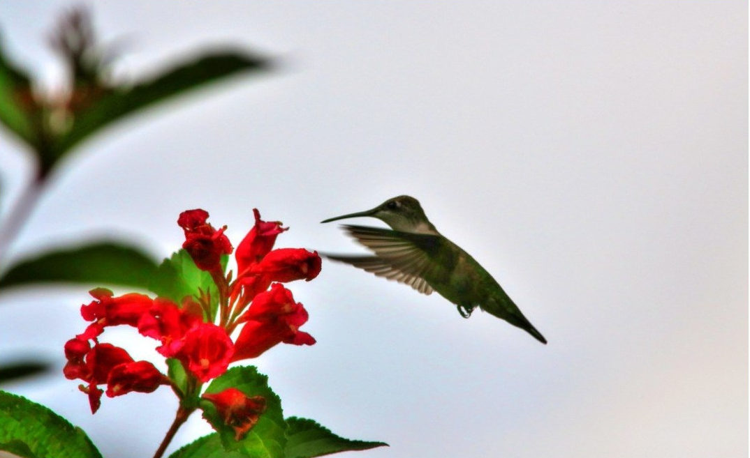 flowers for attracting hummingbirds