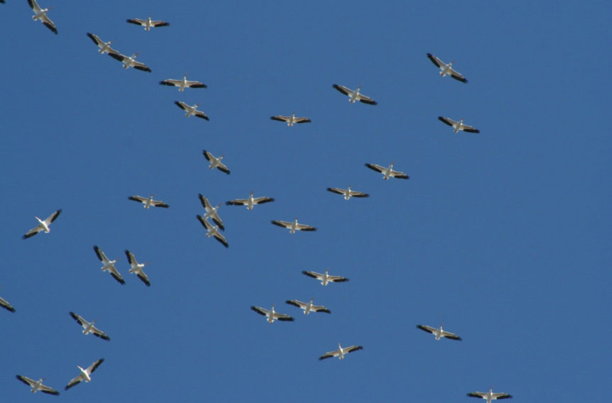 North American Migration Flyways