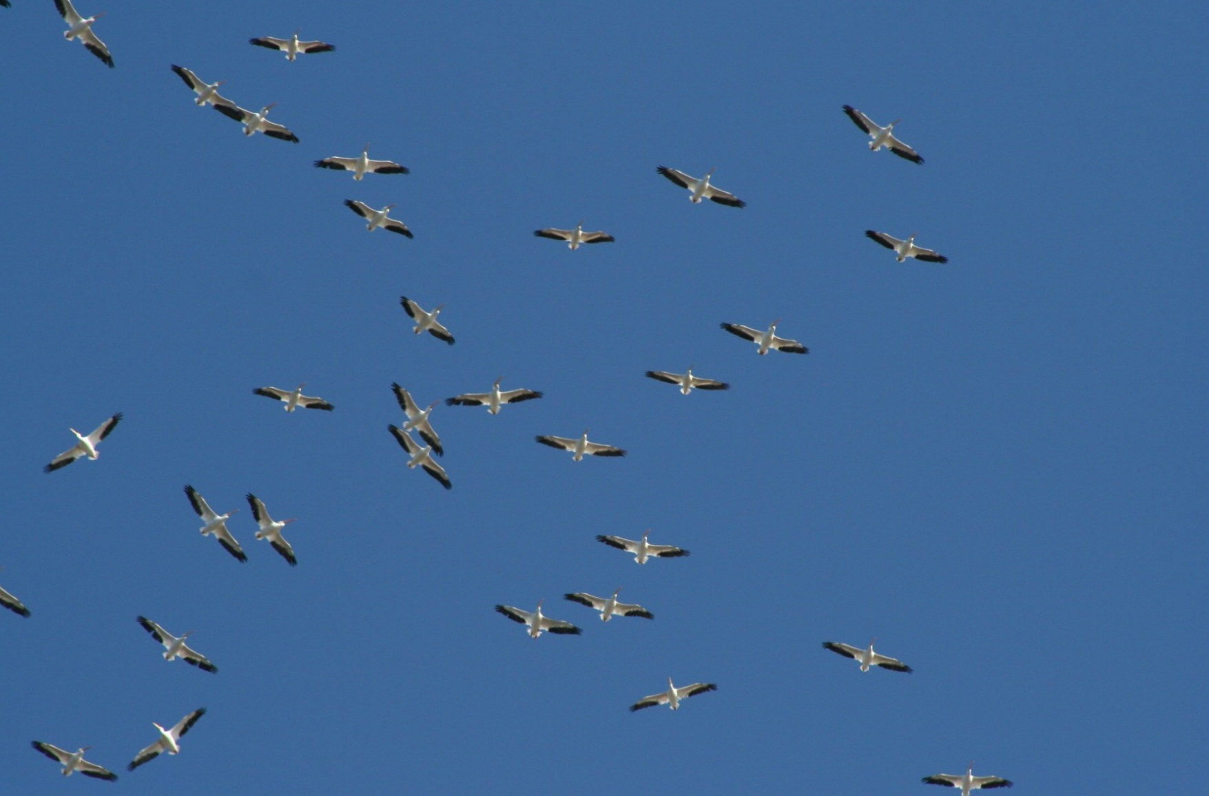 North American Migration Flyways