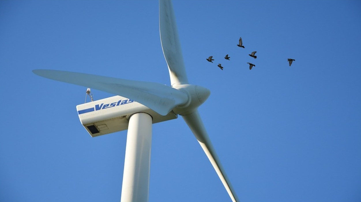 birds and wind turbines