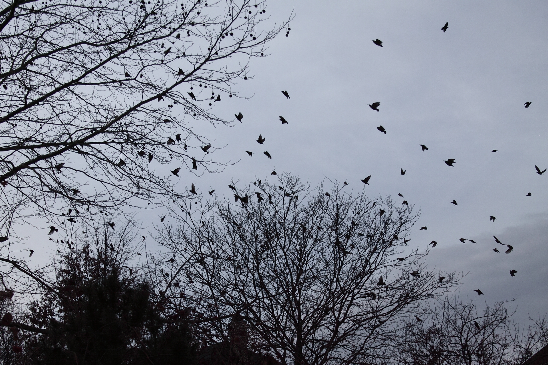 Crows