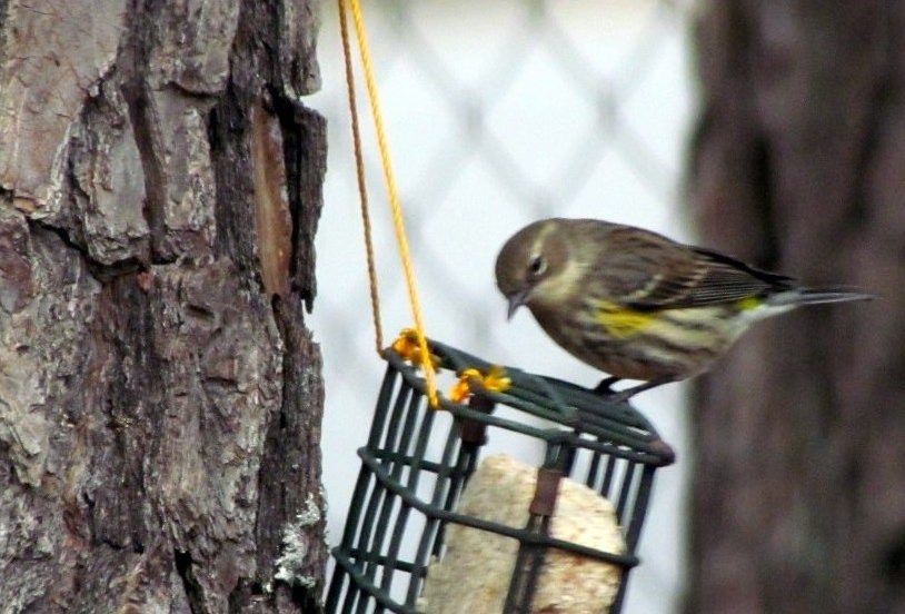 Suet facts, feeders, and recipes