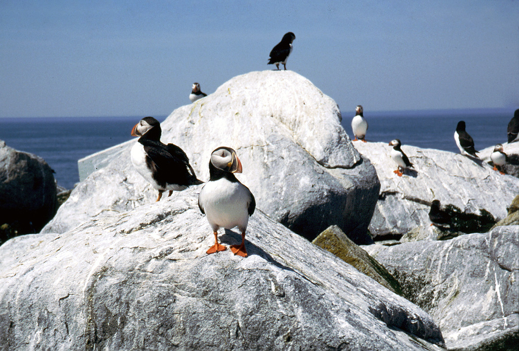 Machias Seal Island puffins