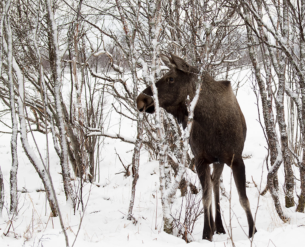 Moose hunting binoculars review