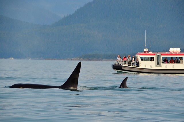 best binoculars for whale watching