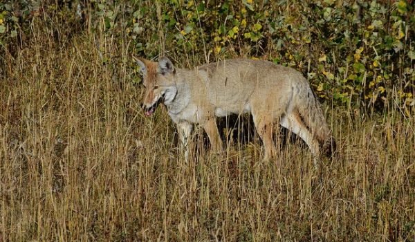 Use #3 for spotting scopes: Observing Wildlife