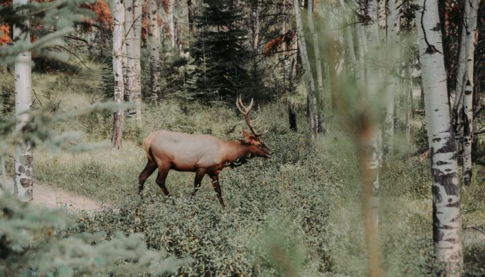 abben-s-365219-unsplash Use #1 for spotting scopes: Hunting