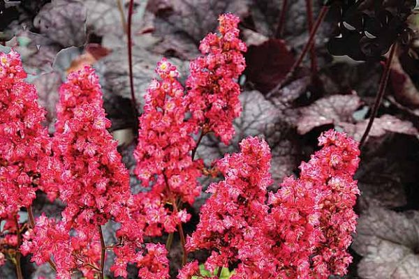 Coral bells