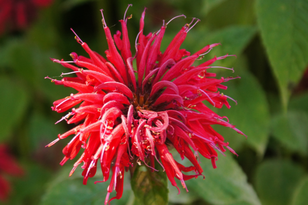 Bee balm