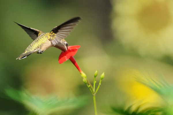 Cardinal climber