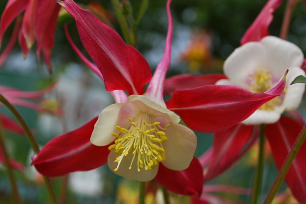 columbine flower hummingbirds favorite