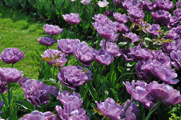 peony for hummingbirds