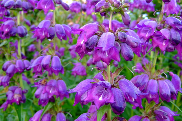 penstemon