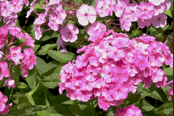 garden phlox that attracts hummingbirds