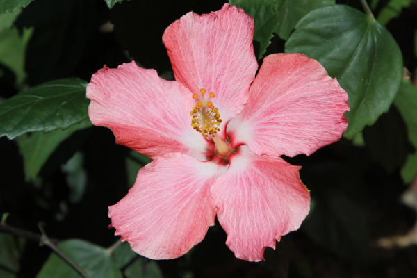 hibiscus